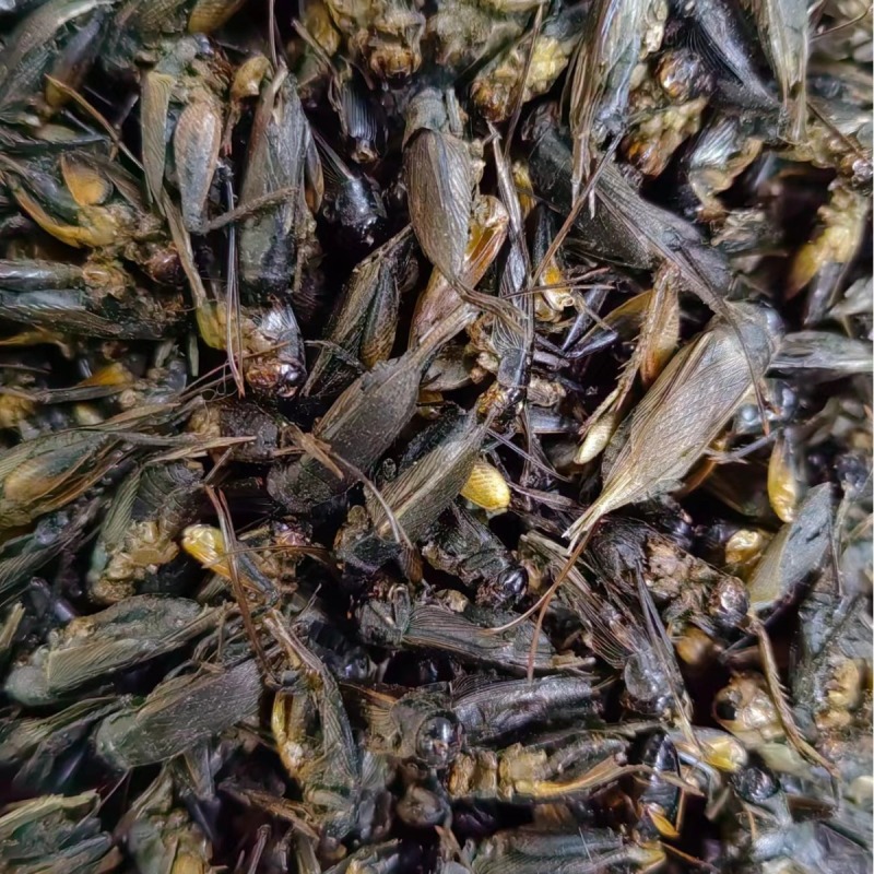 蟋蟀中药材蟋蟀蟋蟀干蛐蛐干货散装量大从优