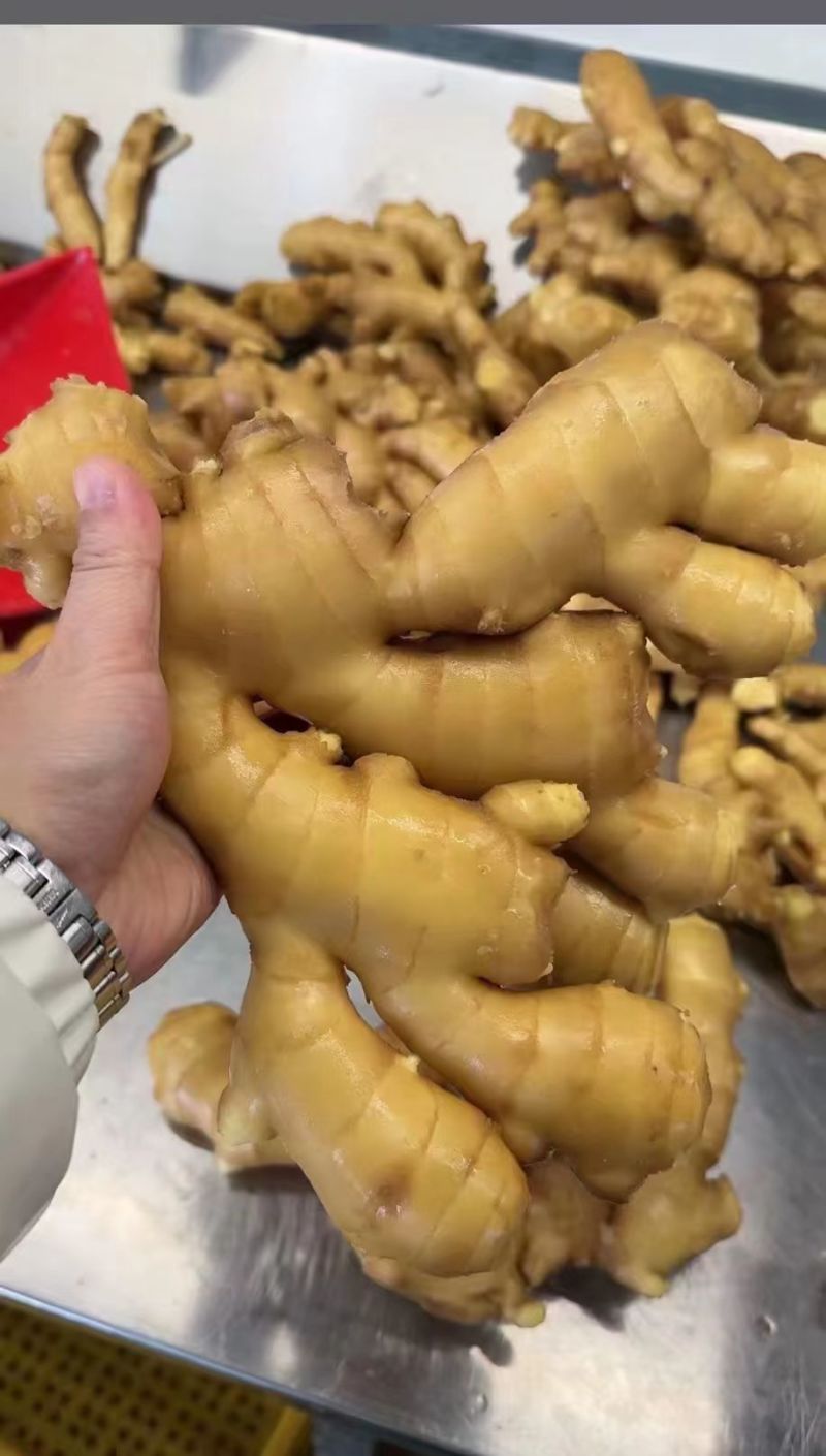 【热卖】山东特级大黄姜大量上市对接商超档口可视频看货