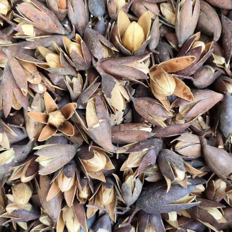 香椿子椿树子香椿籽香铃子花中药材香椿子