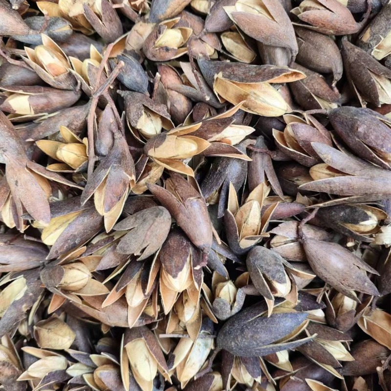 香椿子椿树子香椿籽香铃子花中药材香椿子