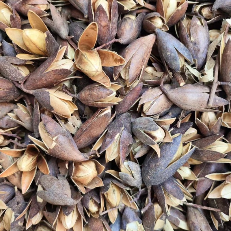 香椿子椿树子香椿籽香铃子花中药材香椿子