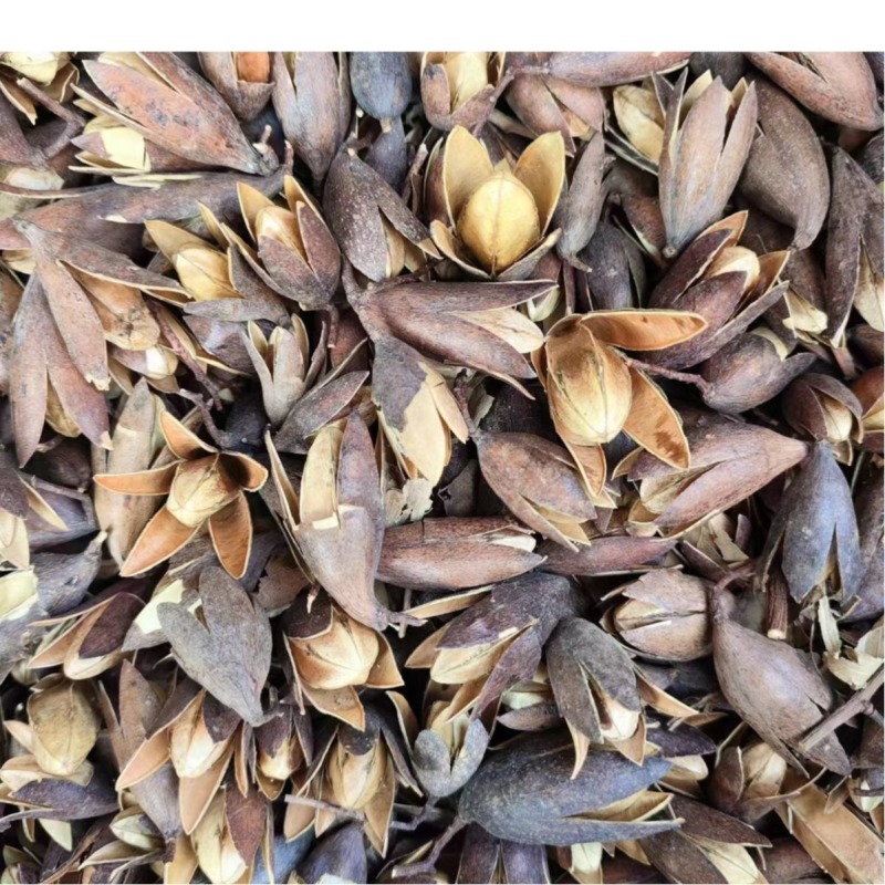 香椿子椿树子香椿籽香铃子花中药材香椿子