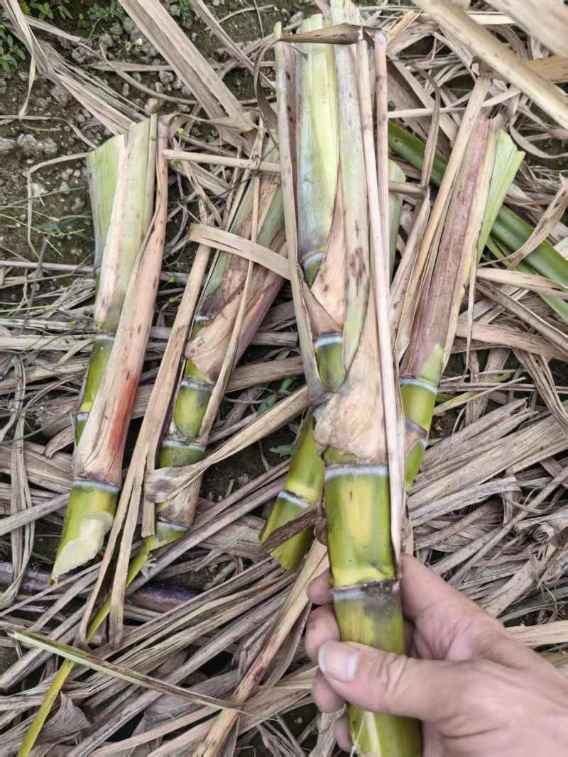 黄金甘蔗苗基地直发量大从优欢迎来电诚信经营