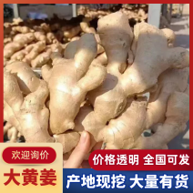 【热卖】山东特级大黄姜大量上市对接商超档口可视频看货