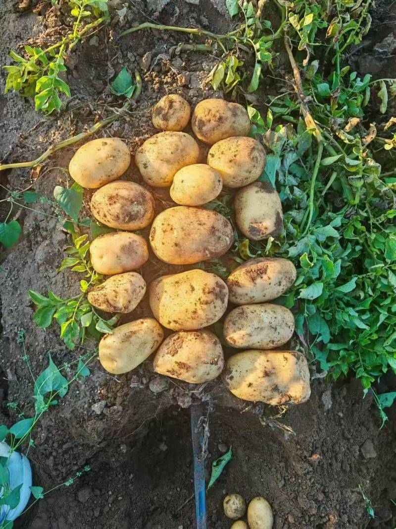 内蒙精品土豆沃土5号土豆/量大从优/产地直发/欢迎电联