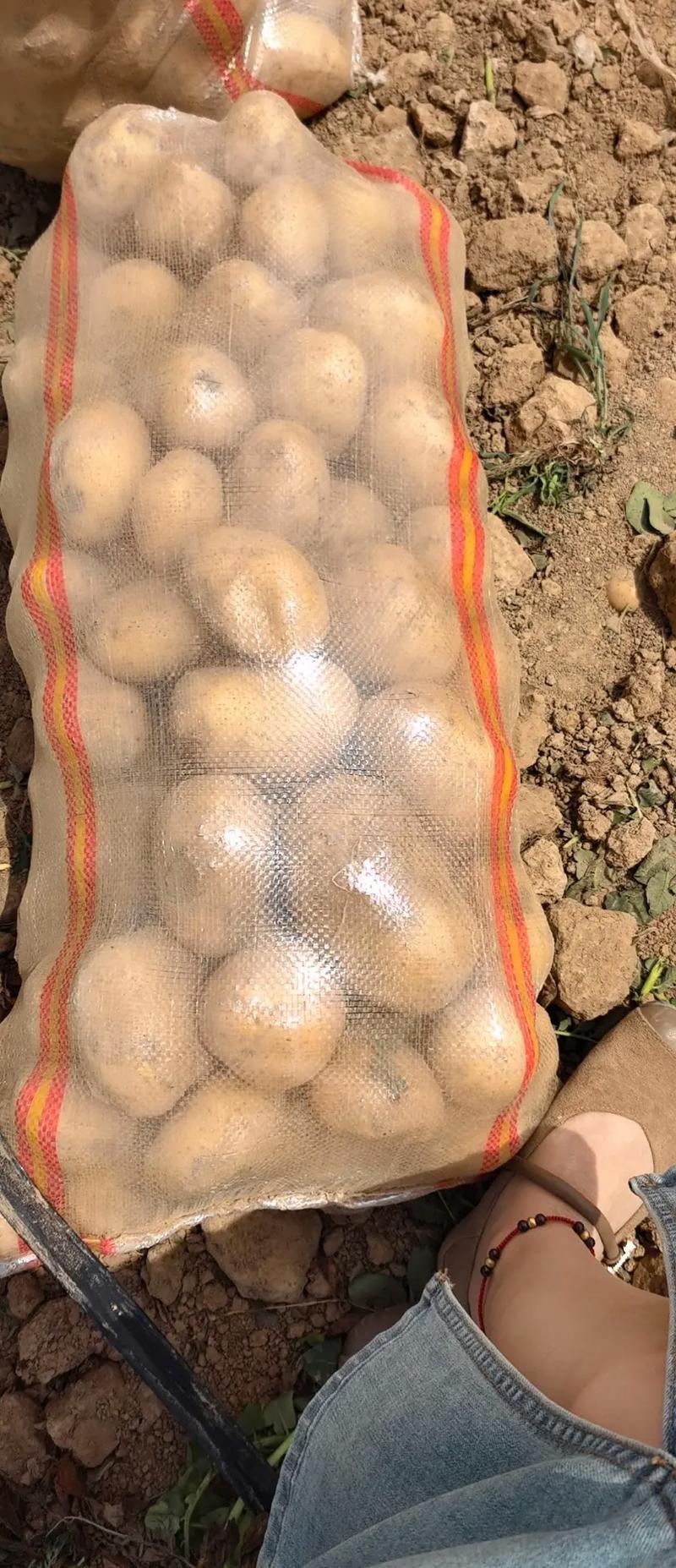 内蒙精品土豆沃土5号土豆/量大从优/产地直发/欢迎电联