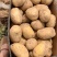 内蒙精品土豆沃土5号土豆/量大从优/产地直发/欢迎电联