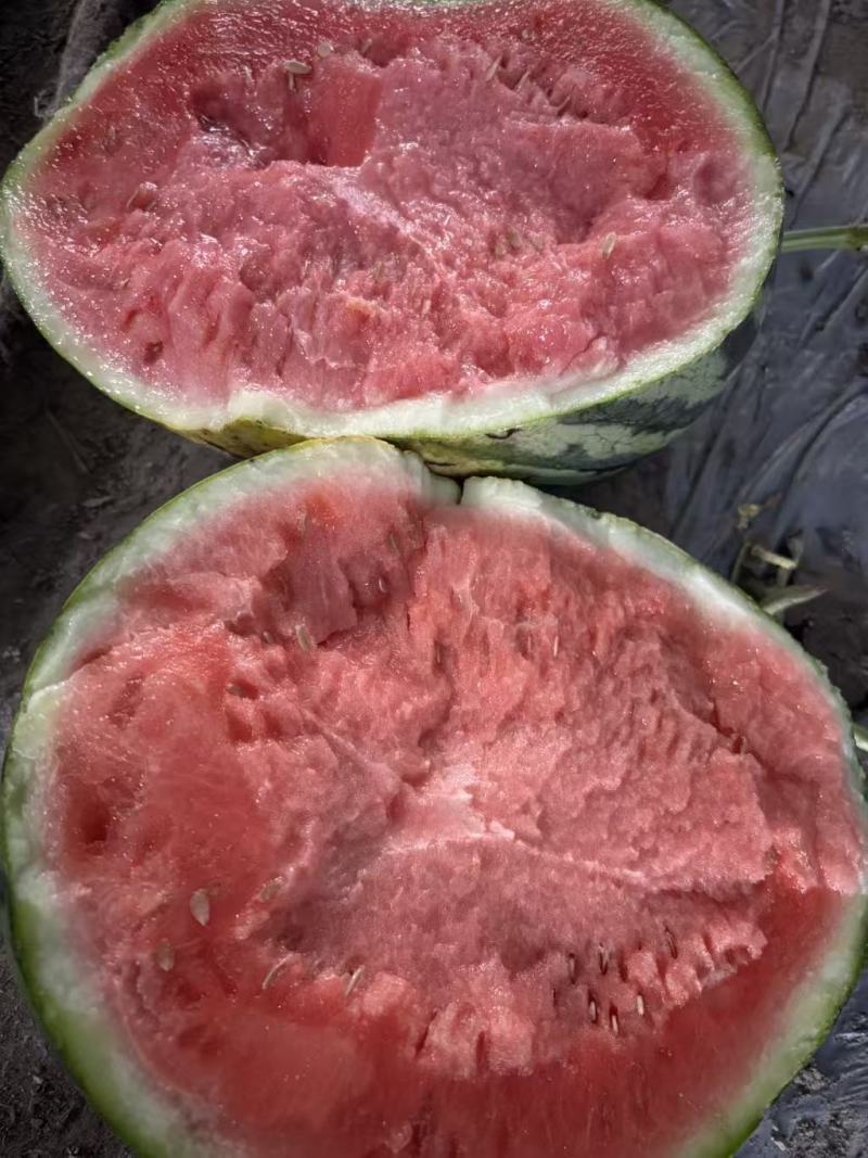 精品麒麟无籽西瓜保质保量糖度好欢迎老板来基地考察
