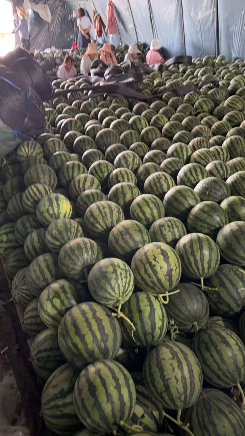 精品麒麟无籽西瓜保质保量糖度好欢迎老板来基地考察