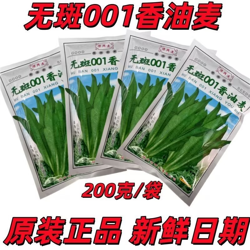 无斑001香油麦菜种子耐热耐寒油麦良种春夏秋冬季蔬菜种子