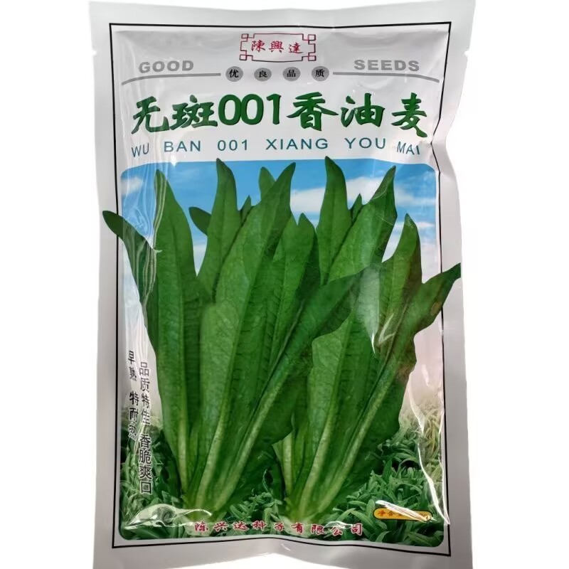 无斑001香油麦菜种子耐热耐寒油麦良种春夏秋冬季蔬菜种子