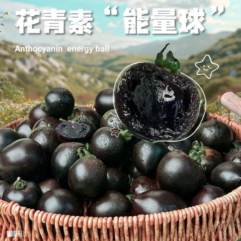 【精品墨明珠】墨明珠小番茄全国供应一件代发