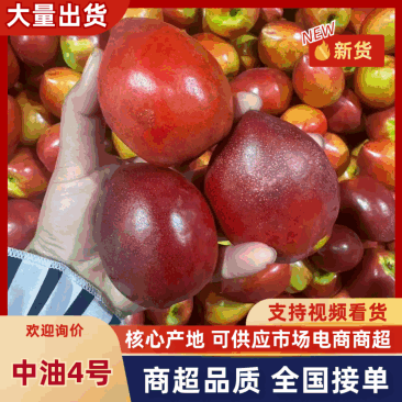 山东冠县油桃可出口加工对接各个商超批发团购