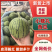 【精选】小糖丸西瓜精品西瓜一手货源皮薄瓜甜