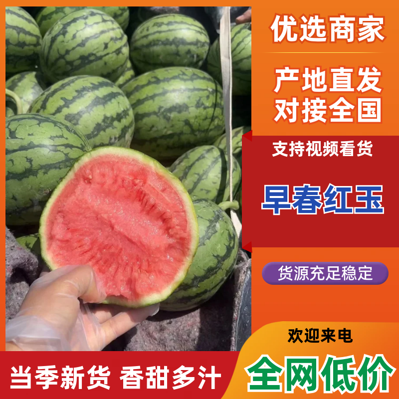 【精品】早春红玉砀山西瓜产地直发包熟包甜对接全国