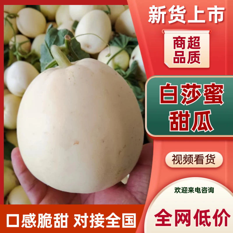 【推荐】白莎蜜甜瓜砀山甜瓜脆甜多汁现货现发
