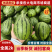 全美2k西瓜小糖丸，早春红玉，包熟包甜，诚信合作量大从优