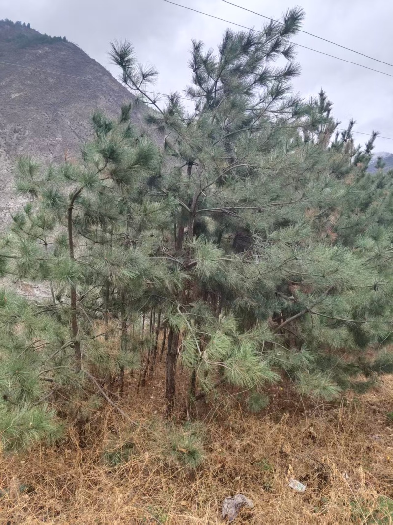 【推荐】精品.云杉种苗杉树苗规格齐全大量有货