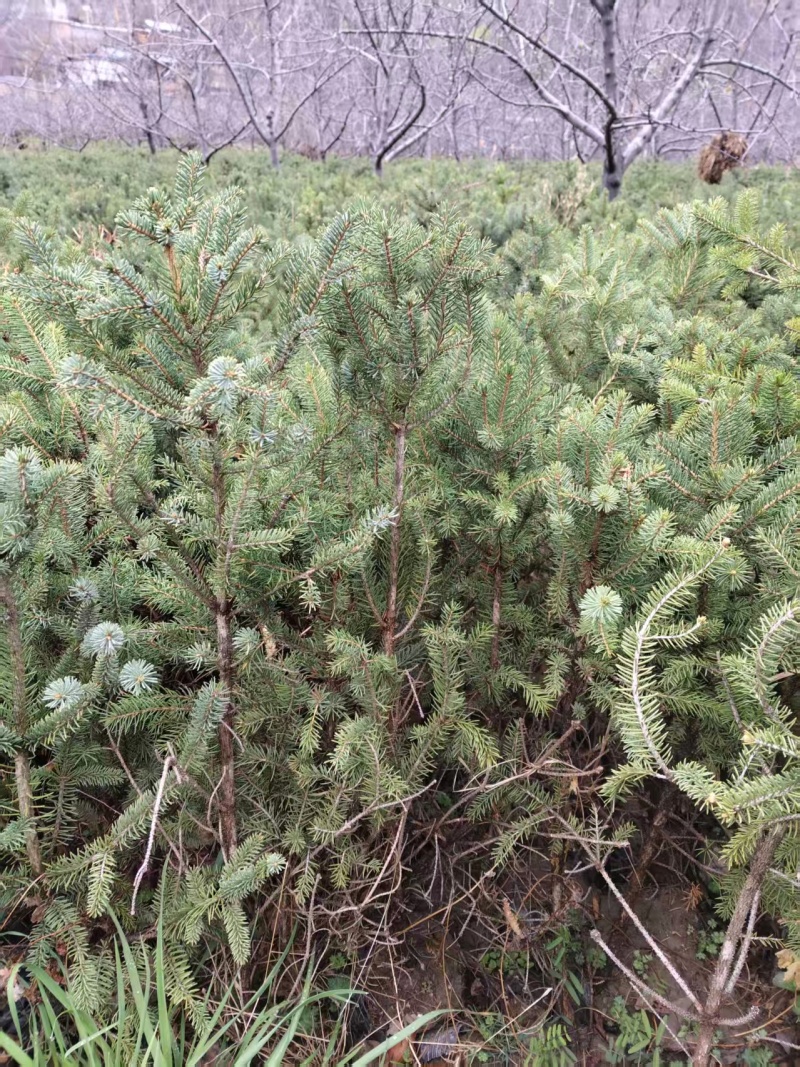 【推荐】精品.云杉种苗杉树苗规格齐全大量有货