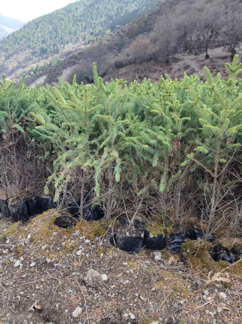 【推荐】精品.云杉种苗杉树苗规格齐全大量有货