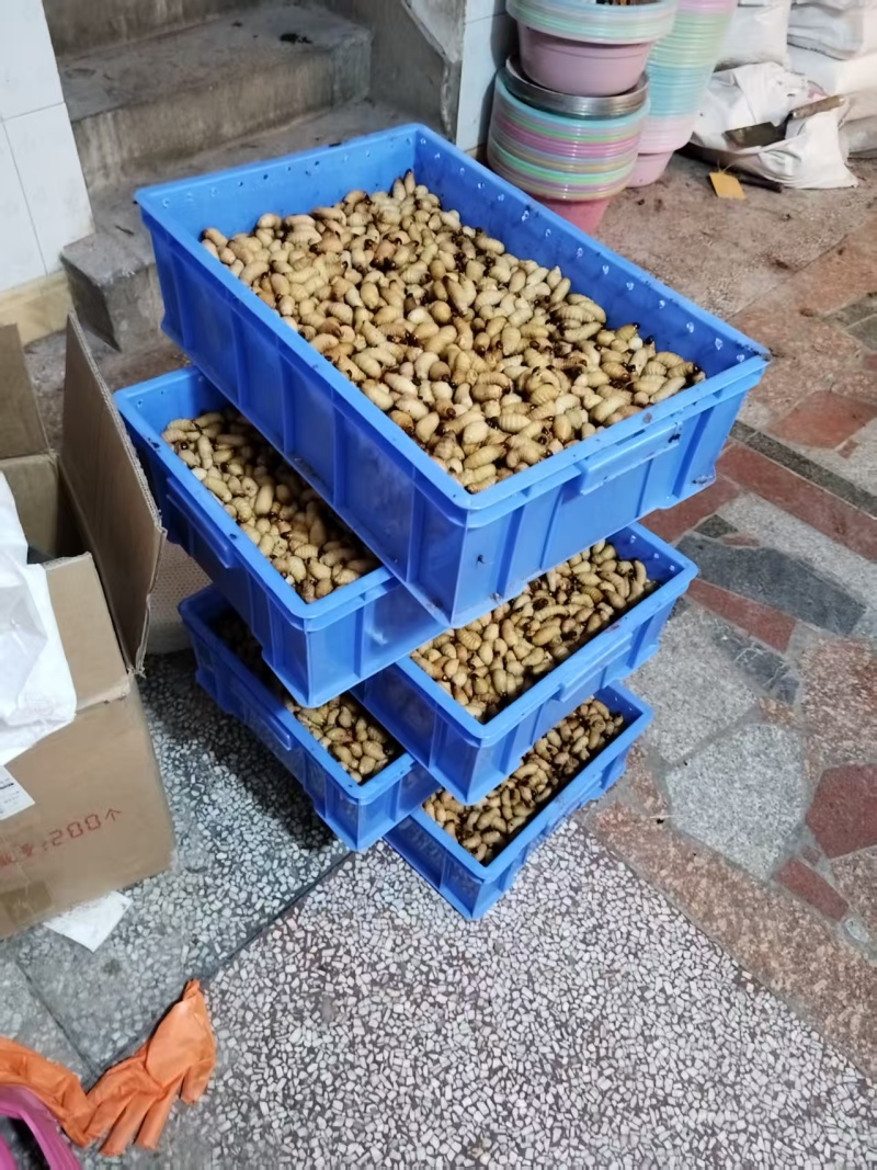 云南竹虫养殖基地直发全国发货可是看货常年供应