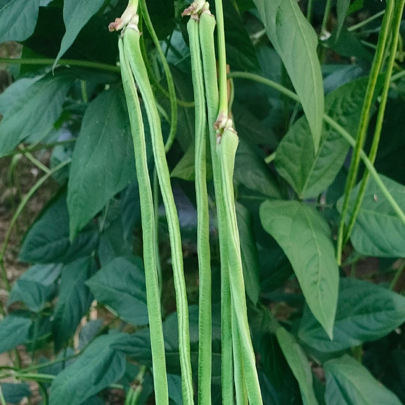 拖车头翼豇山2号豇豆种子长豆角籽200g嫩绿色肉厚基地