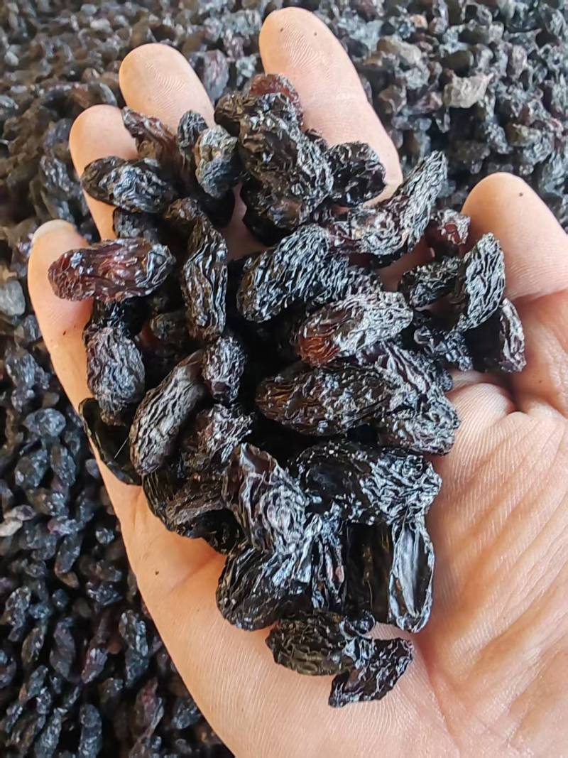 新疆特产吐鲁番葡萄干批发市场，一级黑美人葡萄干