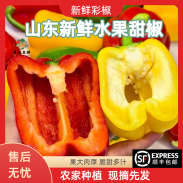 【寿光彩椒】红彩椒黄彩椒全国供应不限量产地直发