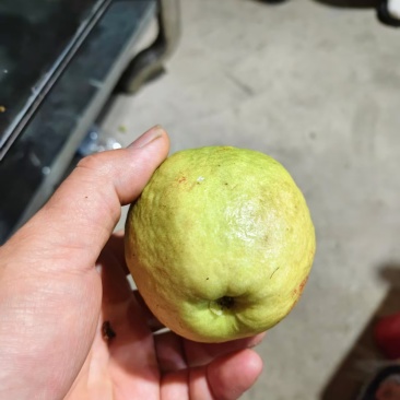 红心番石榴产地直销量大质优欢迎咨询采购