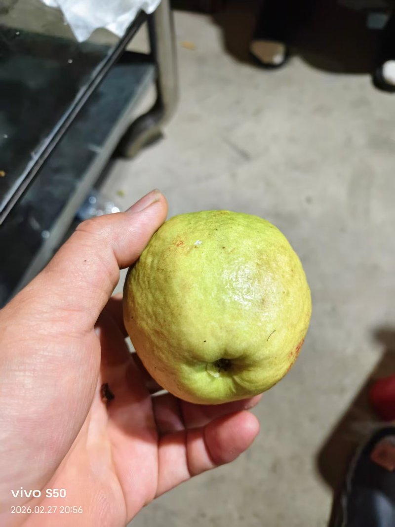 红心番石榴产地直销量大质优欢迎咨询采购