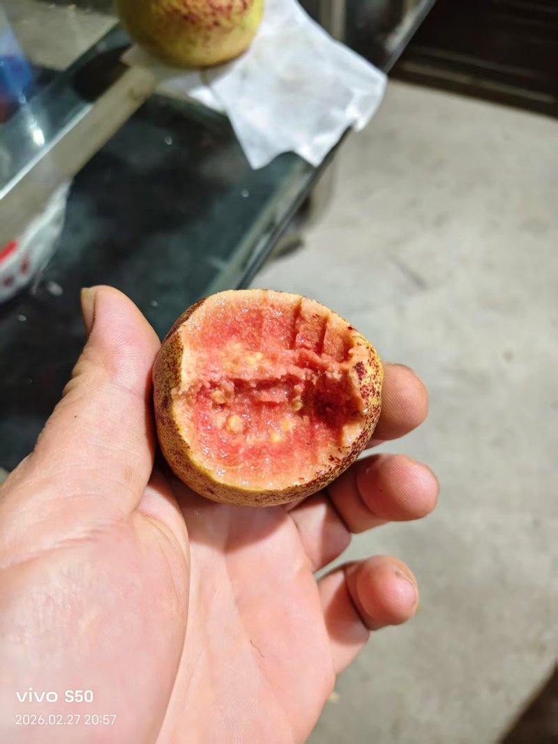 红心番石榴产地直销量大质优欢迎咨询采购