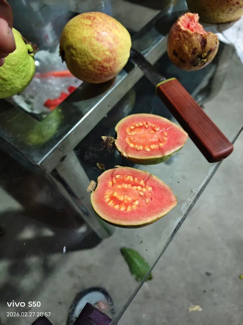 红心番石榴产地直销量大质优欢迎咨询采购