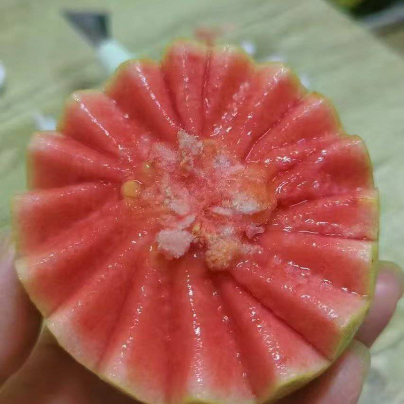 红心番石榴产地直销量大质优欢迎咨询采购