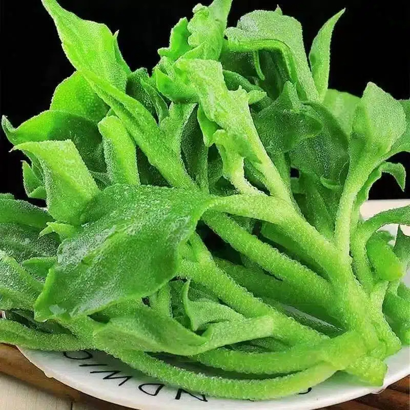 【精品冰草】寿光产地直发全国供应品质冰草