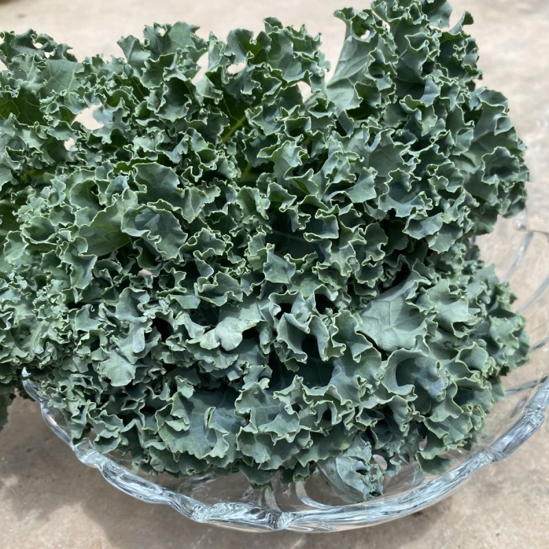 【实力货源】羽衣甘蓝嫩叶新鲜蔬菜品质保障