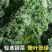 【实力货源】羽衣甘蓝嫩叶新鲜蔬菜品质保障
