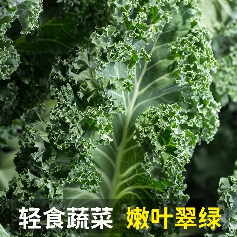 【实力货源】羽衣甘蓝嫩叶新鲜蔬菜品质保障