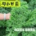 【实力货源】羽衣甘蓝嫩叶新鲜蔬菜品质保障