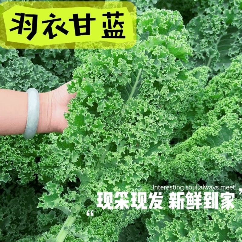 【实力货源】羽衣甘蓝嫩叶新鲜蔬菜品质保障