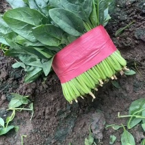 精品大叶菠菜上市对接全国市场商超电商社区团够购