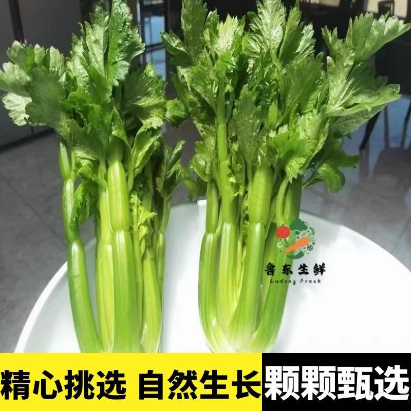 【寿光清芹】产地新鲜采摘现摘现发稳定全国供应