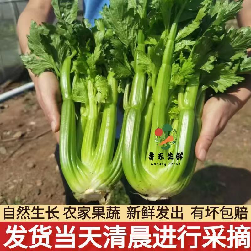 【寿光清芹】产地新鲜采摘现摘现发稳定全国供应