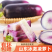 【寿光冰激凌萝卜】寿光新鲜产地直发全国供应品质保证