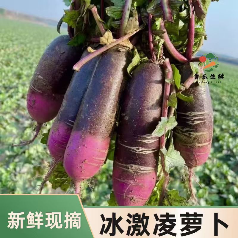 【精品冰激凌萝卜】新鲜供应产地寿光现摘现发全国供应