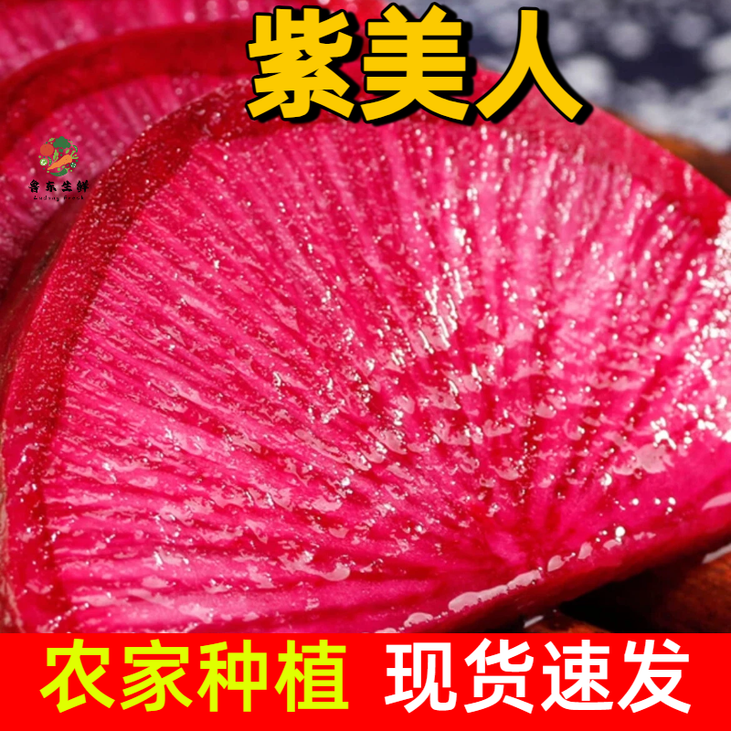 【精品紫美人萝卜】寿光产地新鲜采摘现摘现发全国供应