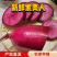 【精品紫美人萝卜】寿光产地新鲜采摘现摘现发全国供应