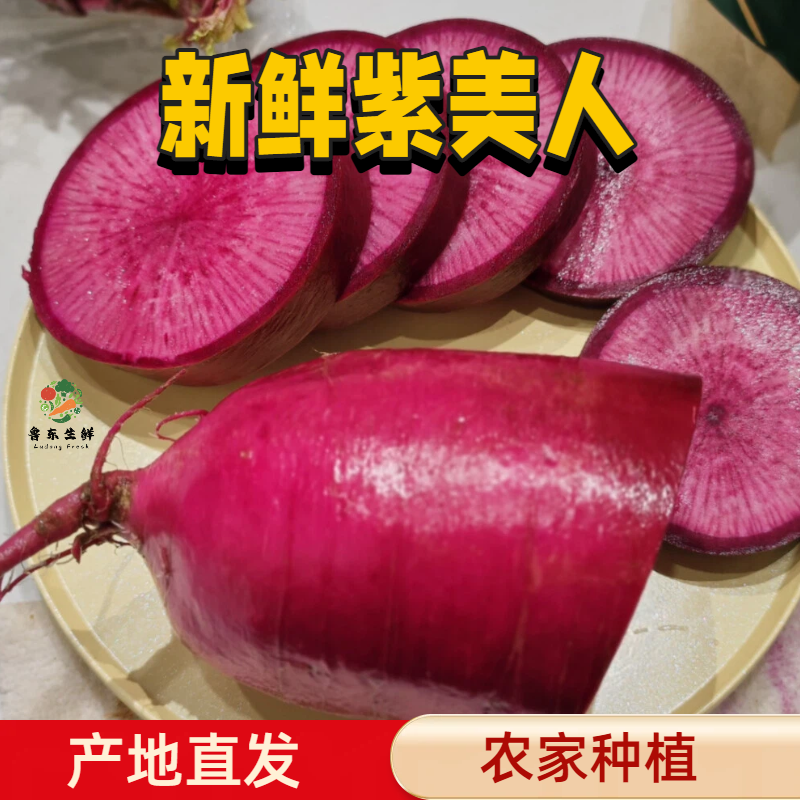 【精品紫美人萝卜】寿光产地新鲜采摘现摘现发全国供应
