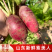 【精品紫美人萝卜】寿光产地新鲜采摘现摘现发全国供应