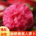 【寿光紫美人萝卜】新鲜产地直发全国供应品质保证
