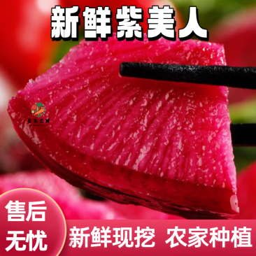 【实力货源】紫美人萝卜新鲜即食现摘现发全国供应